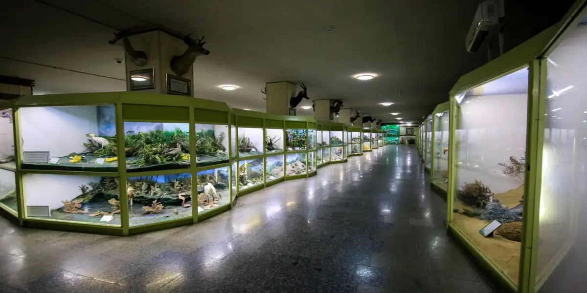 موزه تاریخ طبیعی