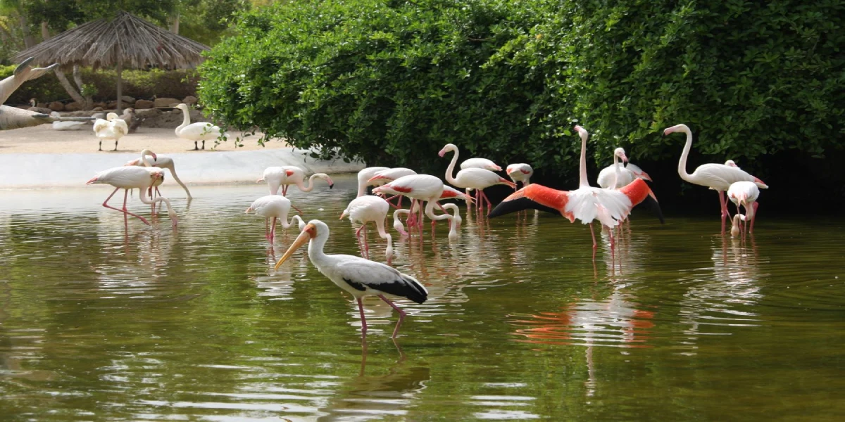 باغ پرندگان