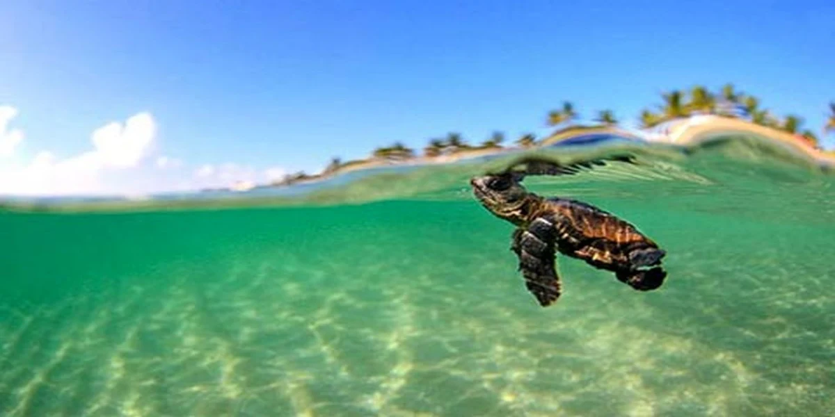 لاکپشتهای دریایی