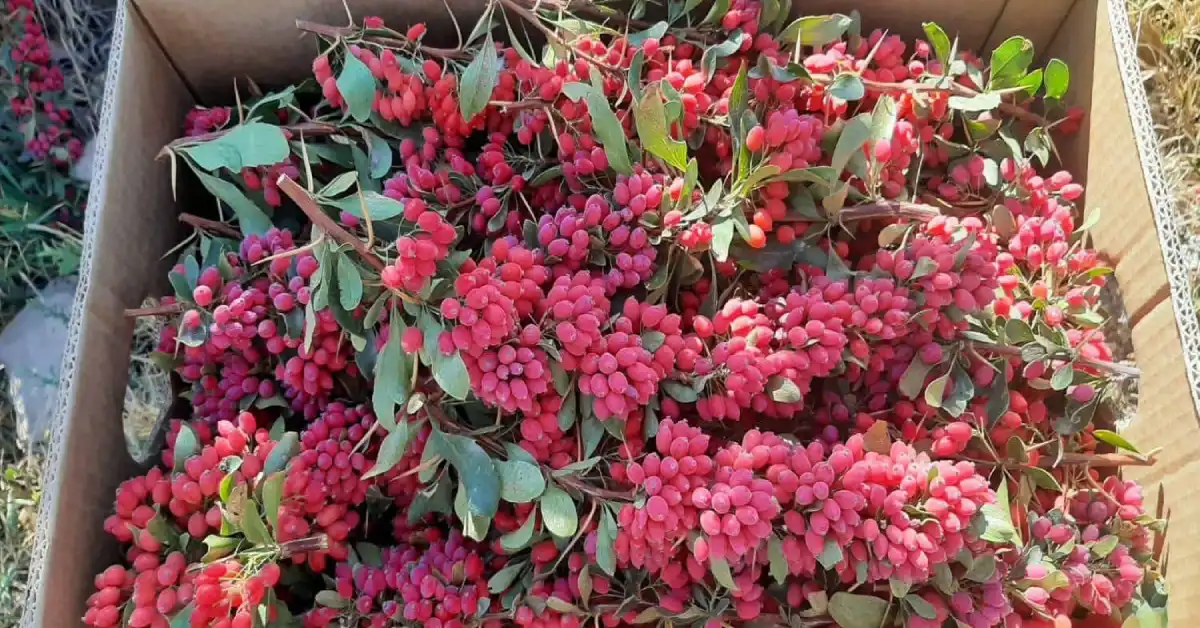 باغهای زرشک بیرجند